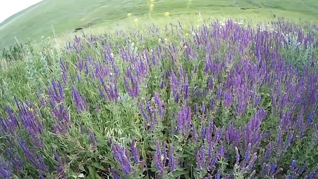 Наши медоносы  Шалфей лекарственный и шалфей  мутовчатый