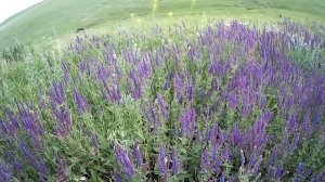 Наши медоносы  Шалфей лекарственный и шалфей  мутовчатый