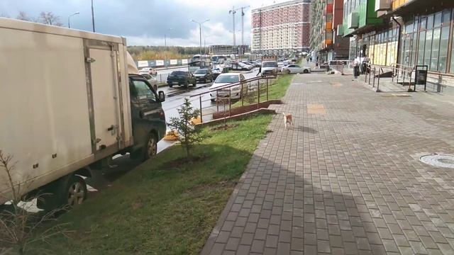 Вышла на утреннюю прогулку. ЖК Томилино Парк. смотреть онлайн