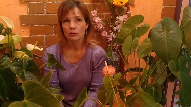 И СНОВА АНТУРИУМЫ ?АНТУРИУМ ЗИМОЙ. УХОД ЗА АНТУРИУМОМ. смотреть онлайн