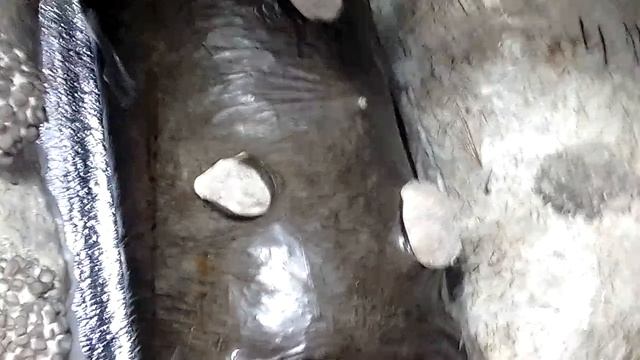 Рост грибов вешенка. смотреть онлайн