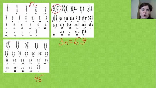 Диплоидный и гаплоидный набор хромосом в ядре клетки. Соматические и половые клетки. смотреть онлайн