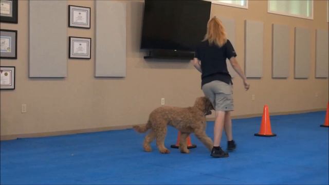 Stella (Englishdoodle) Boot Camp Dog Training Video Demonstration смотреть онлайн