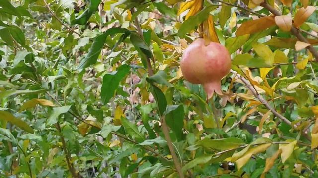 Уличный гранат. Первый плод. Украина. Кропивницкий 2019 год смотреть онлайн