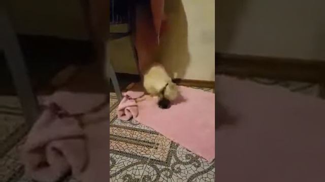 Наш первый намордник смотреть онлайн