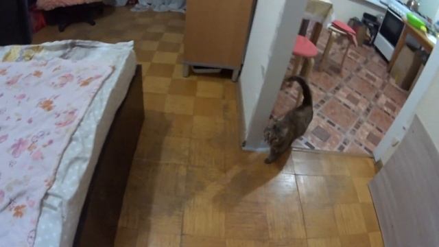 Джунгли. В мире животных. Самый опасный зверь.cat смотреть онлайн
