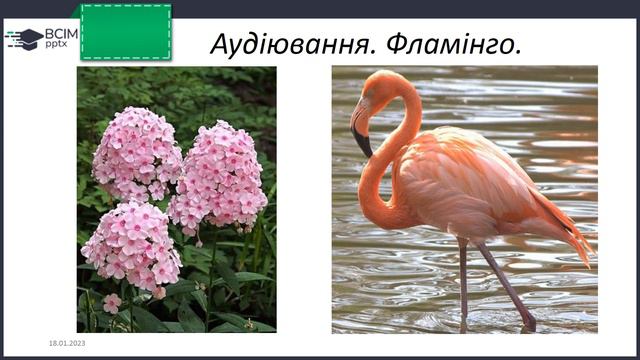 Аудіювання Фламінго смотреть онлайн