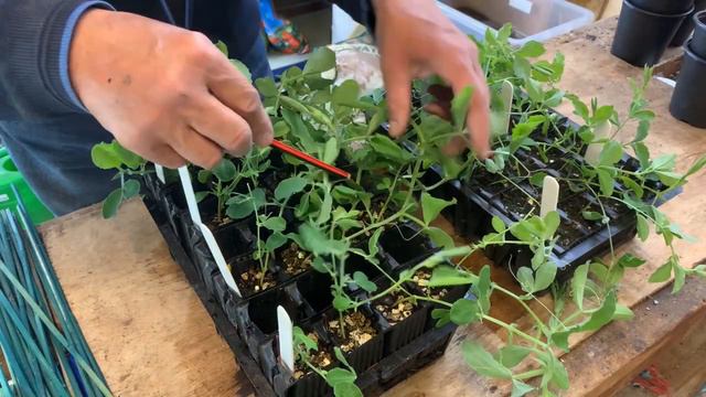 Sweet peas - Getting the best start смотреть онлайн