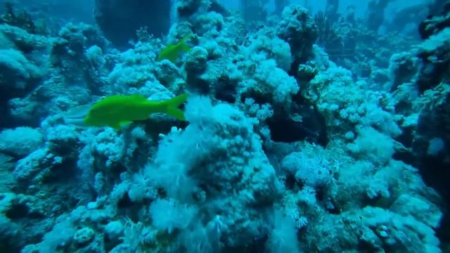 Шарм Эль-Шейх. Дайвинг на сайте Amphoras с дайв-центром 