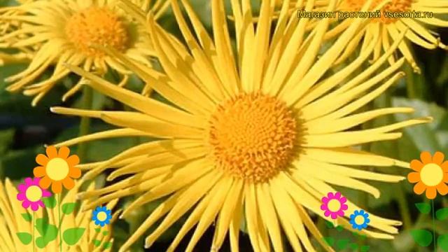 Дороникум восточный Файнес. Краткий обзор, описание характеристик doronicum orientale Finesse смотреть онлайн