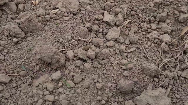Защита посевов сахарной свёклы смотреть онлайн