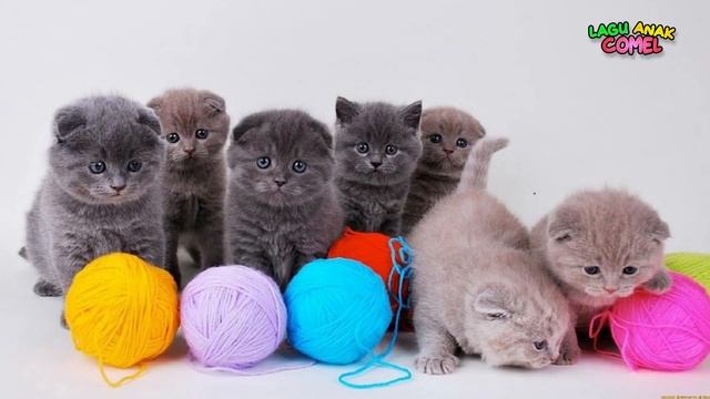 Si Meong Kucing Lucu Bermain Bola ~ Lagu Anak Terpopuler смотреть онлайн