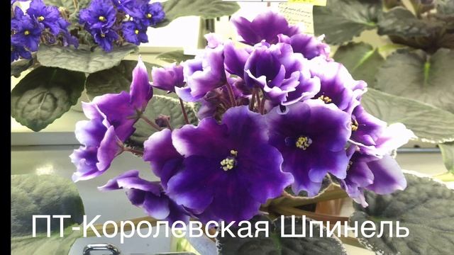 Красивые фиалки из магазина Дом Фиалки в Москве. Описание сортов и их особенностей. Февраль 2021. смотреть онлайн