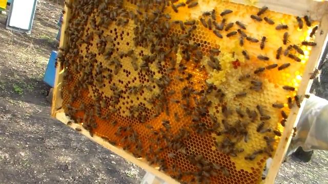 Зимовка бакфаст на подсолнухе. смотреть онлайн