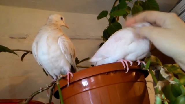 My young doves. Смеющиеся горлицы, молодые. смотреть онлайн