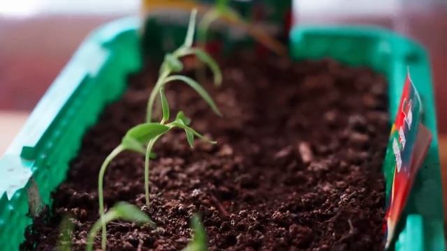 КУПИЛИ НОВУЮ МАШИНУ смотреть онлайн