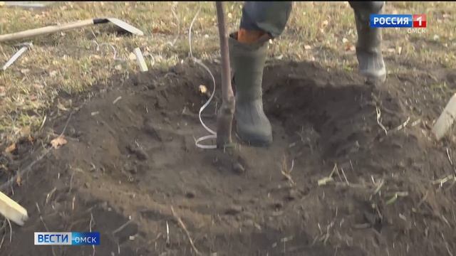 В Омске озеленители посадили молодые краснолистные яблони смотреть онлайн