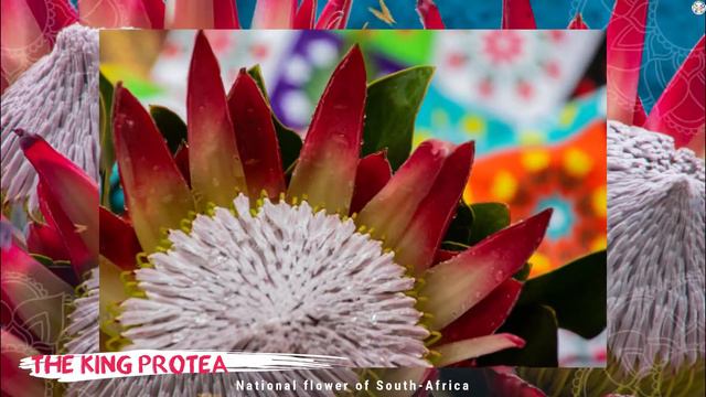 How does the King Protea flower look? South-Africa's National Flower смотреть онлайн