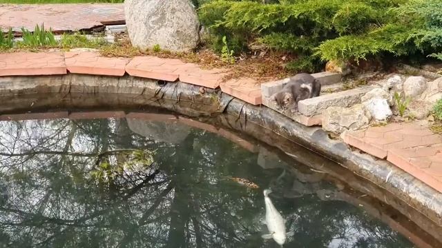 Техническое обслуживание пруда весной. Карпы кои, содержание. смотреть онлайн