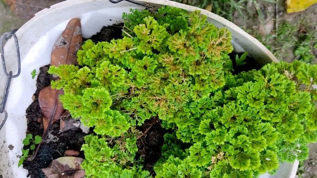 Best plants for beginners 👉Selaginella