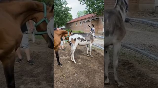 Best wild horses Mare revolutionizing young foals future stallions Horses 182 смотреть онлайн