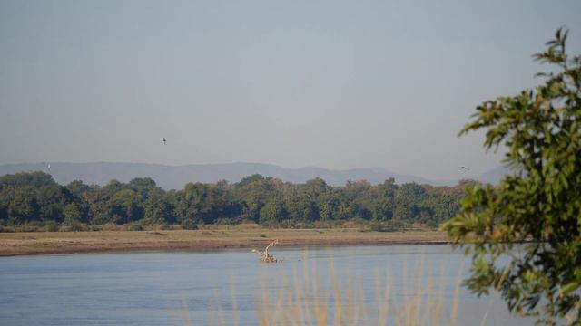 Zambia | Birds of South Luangwa - South Luangwa National Park смотреть онлайн