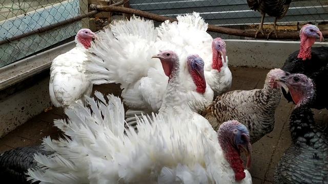 Узбекские палевые индюки, много вопросов. смотреть онлайн