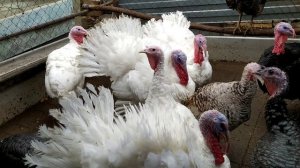 Узбекские палевые индюки, много вопросов.