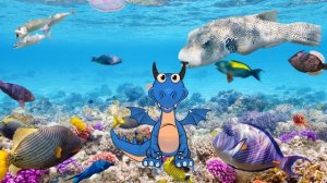 Кораллы растение или животное?