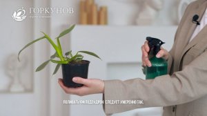 Филодендрон - рекомендации по уходу