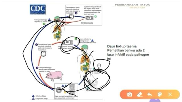BAHAS LENGKAP ! SEMUA Cacing Helminth Parasit (ascaris, Taenia, Trichuris) UKMPPD Gastrointestinal