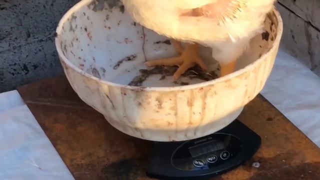 Кобб500 против Арбор Айкрес. Какой бройлер лучше? Часть3. 30 дней