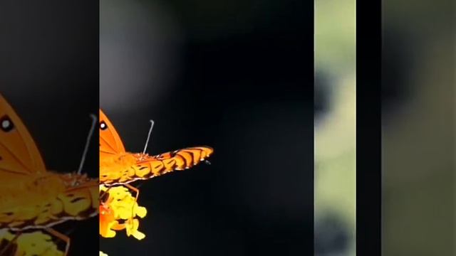 Слайд-шоу: бабочки - насекомые смотреть онлайн