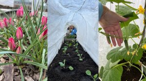 Дачные сезоны с Мариной Рыкалиной от 11 мая 2023 года