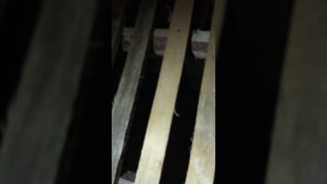 ЧТО ДЕЛАЕТ ИСПУГАННЫЙ СВЕРЧОК?!! смотреть до конца! смотреть онлайн