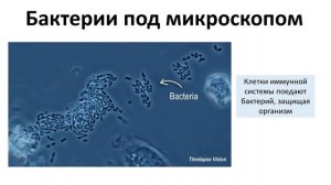 9. Бактерии и Вирусы (5 класс) - введение в Биологию
