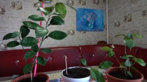 Выращивание лимона в домашних условиях.  Лимон на подоконнике.