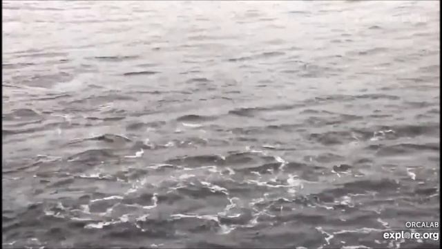 Дельфины Остров Хансон Британская Колумбия Канада 20092020 смотреть онлайн