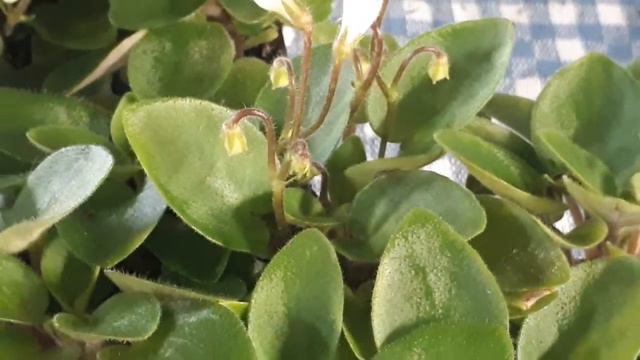 What's in bloom today? Chantaspring. My african violet plant collection смотреть онлайн