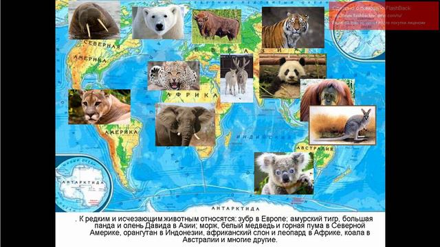 Презентация Редкие и исчезающие животные скачать смотреть онлайн