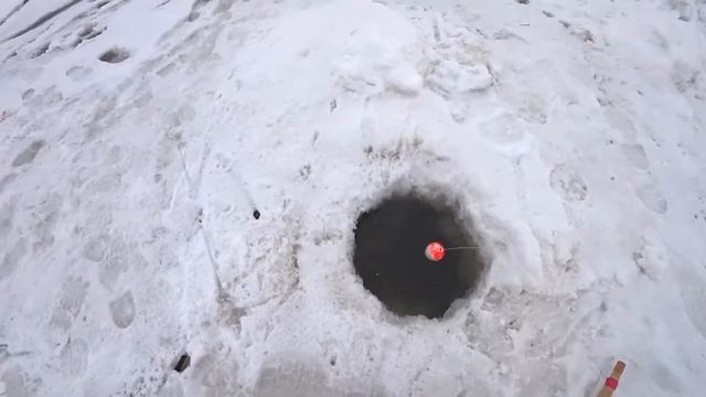 ХАПУГИ ТРЕЩАТ! РЫБА НЕ ЛЕЗЕТ В ЛУНКИ! Рыбалка на Хапуги! Хапуги отработали на Ура! смотреть онлайн