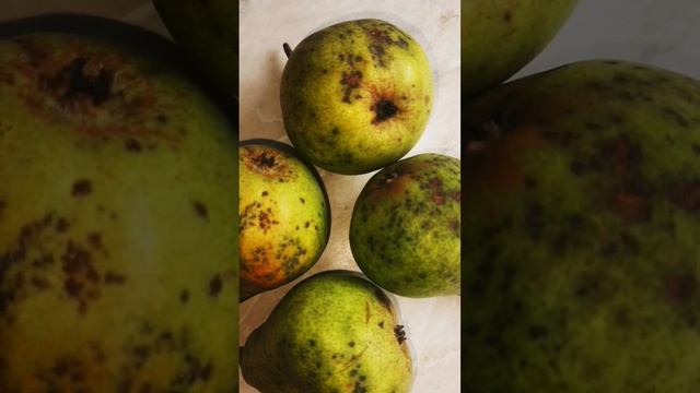 #ПАРША #ГРУШИ в саду на даче #shorts смотреть онлайн