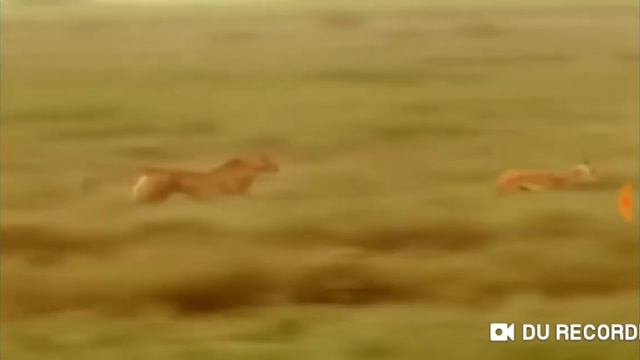 Клип мы бежим с тобой как будто от гепарда. смотреть онлайн