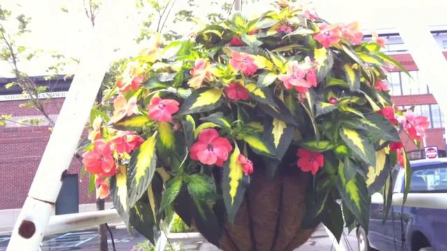 Karen Bildsten shows us hanging flower baskets after the rain at easton farmers Market Columbus смотреть онлайн