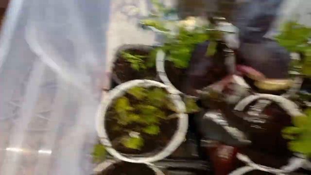 Вегетка через сутки.(( Видео от 27.04.2021г.