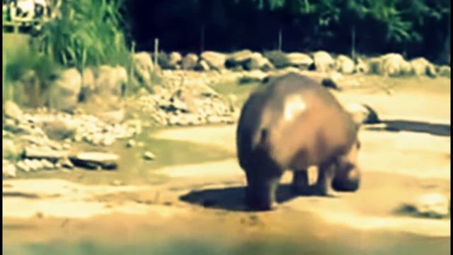 Посрал как вертолет смотреть онлайн