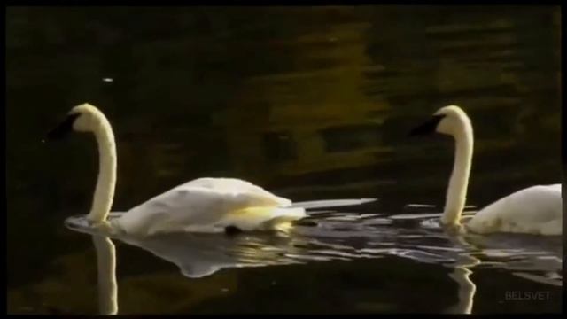 ПРИКОСНОВЕНИЕ К ОСЕНИ... смотреть онлайн