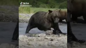 Как медведи ловят рыбу