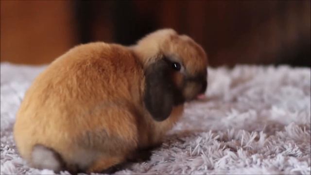 Миниатюрный вислоухий кролик минилоп