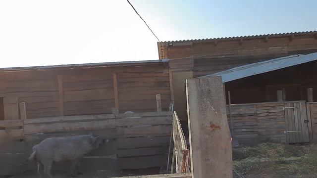 //Василь-бізнес на свинях 0972336321//Продам,поміняю на зерно//Вони родилися в ямі//Мангалиця// смотреть онлайн